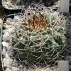 Gymnocalycium_pugionacanthu